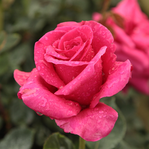 Pоза Гьоргени - розов - Чайно хибридни рози 